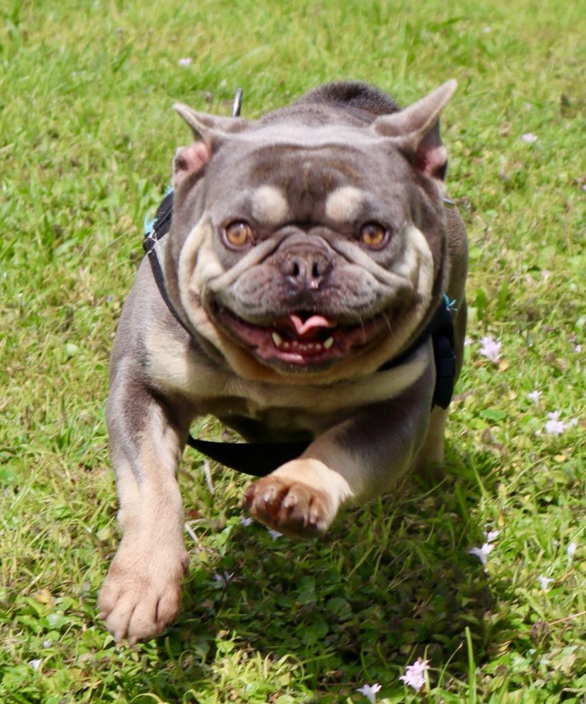 Bosley, a Adopted French Bulldog in Fort Myers, FL image 2/4