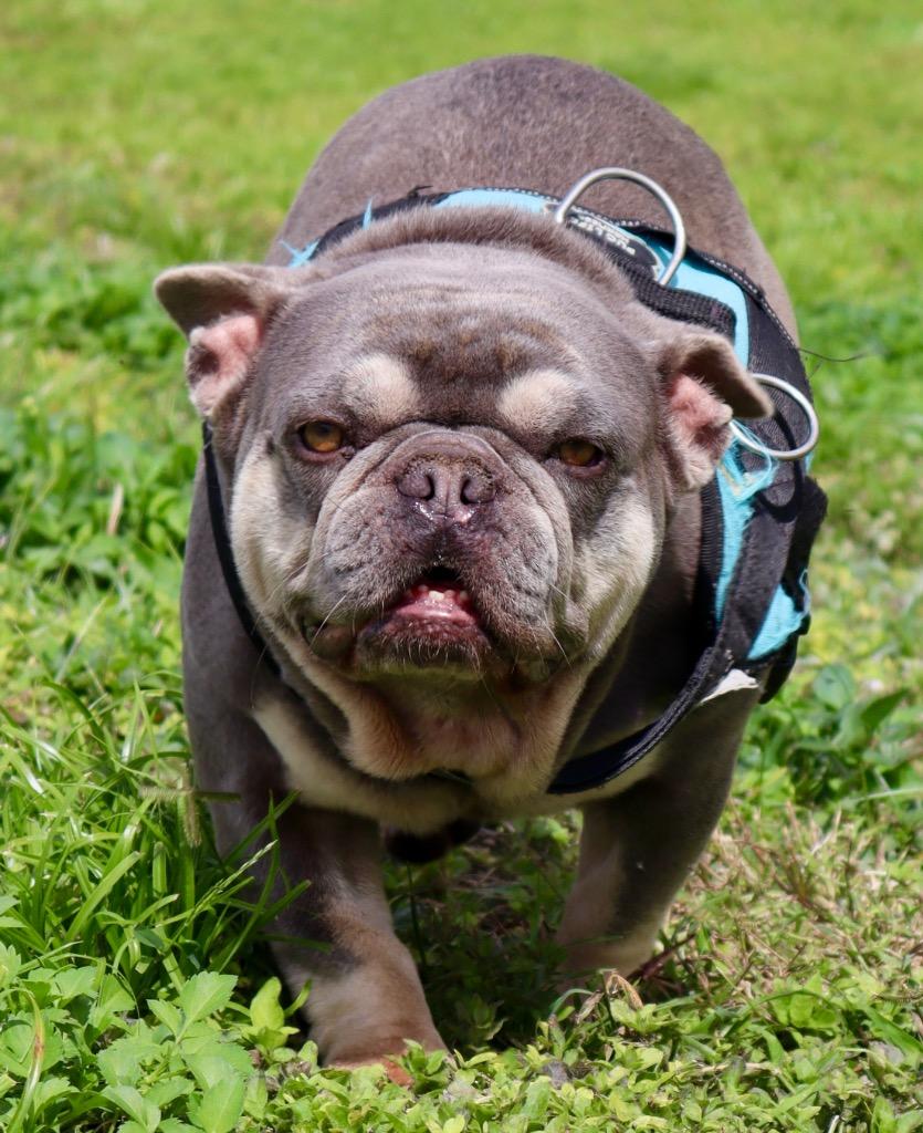 Bosley, a Adopted French Bulldog in Fort Myers, FL image 3/4