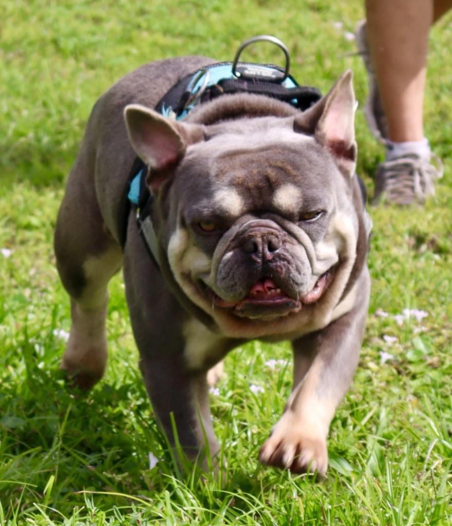 Bosley, a Adopted French Bulldog in Fort Myers, FL image 4/4