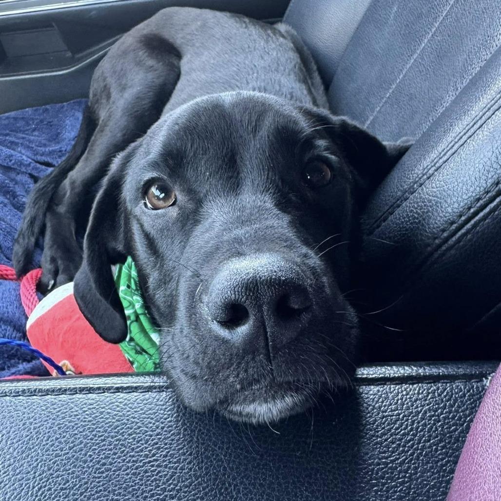 River Guno, Adoptable, Puppy Male Black Labrador Retriever & Mixed Breed.