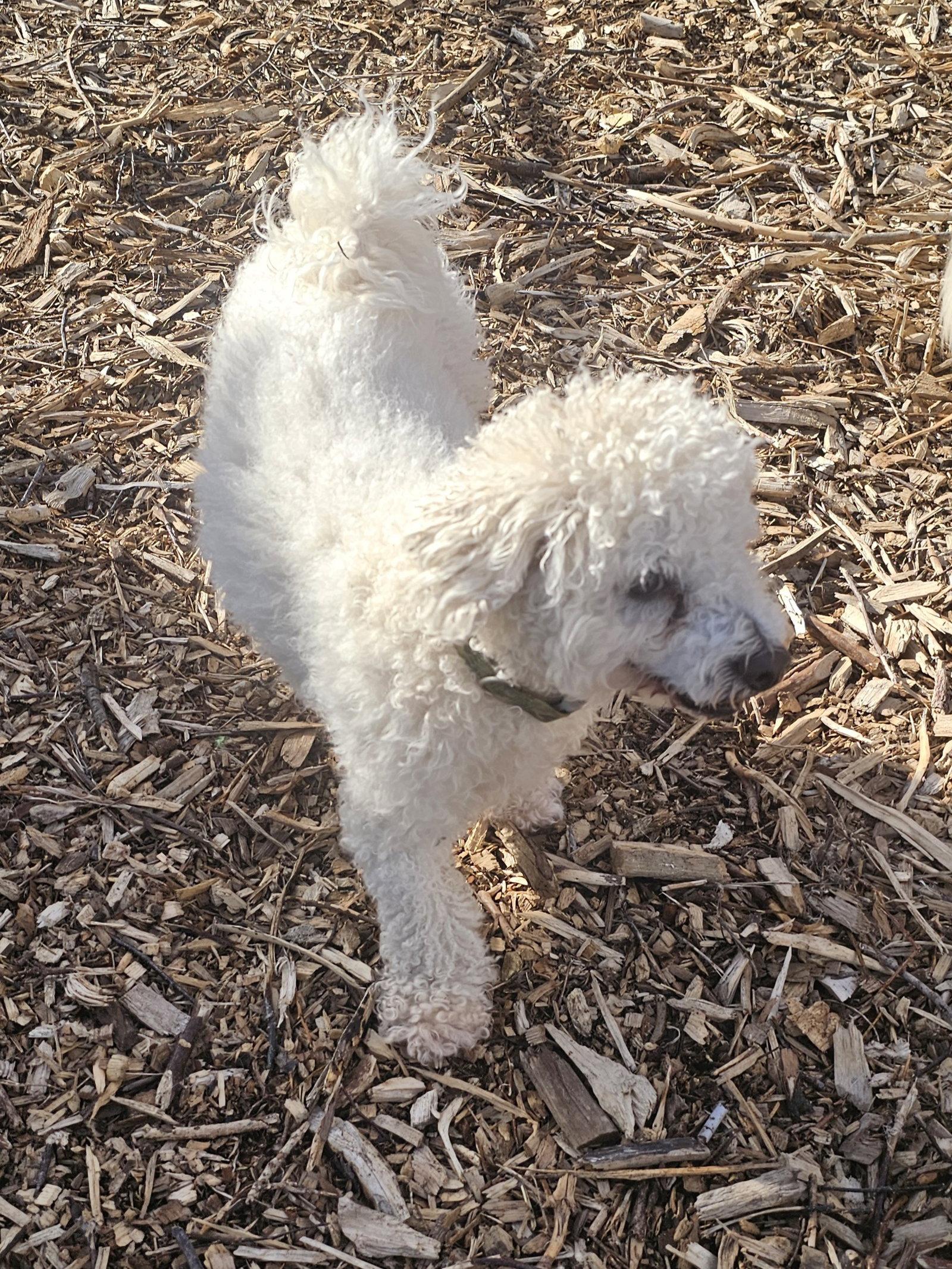 Max, a Adoptable Bichon Frise in Ringwood, NJ image 2/3