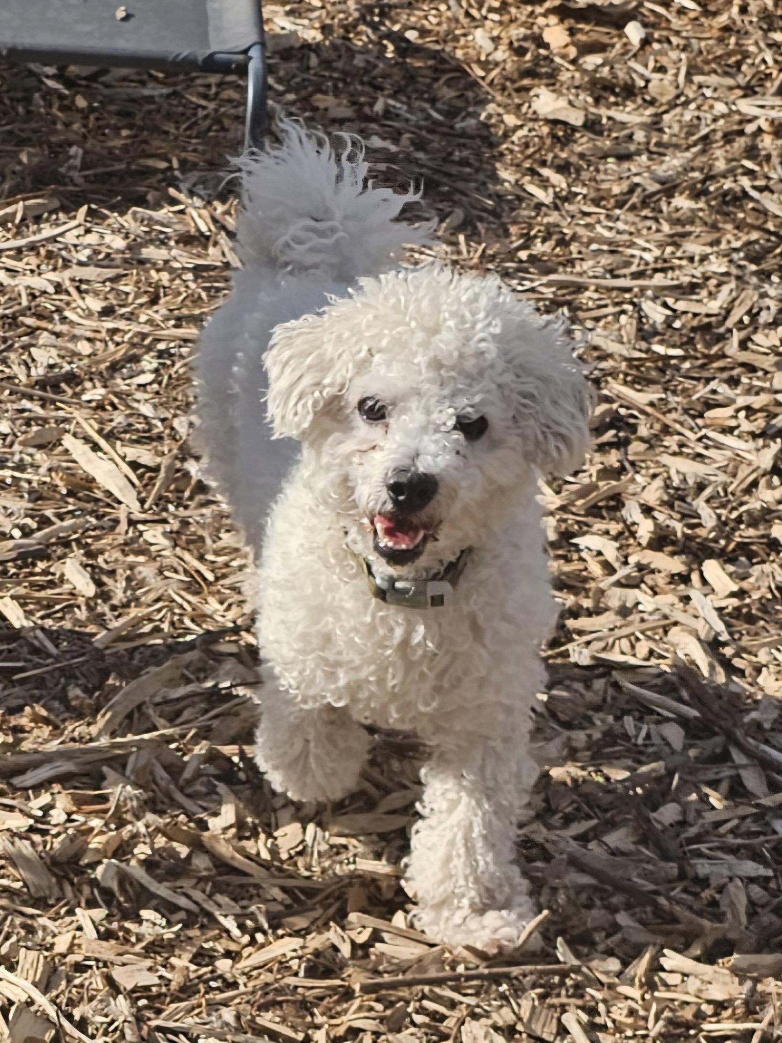 Max, Adoptable, Young Male Bichon Frise.