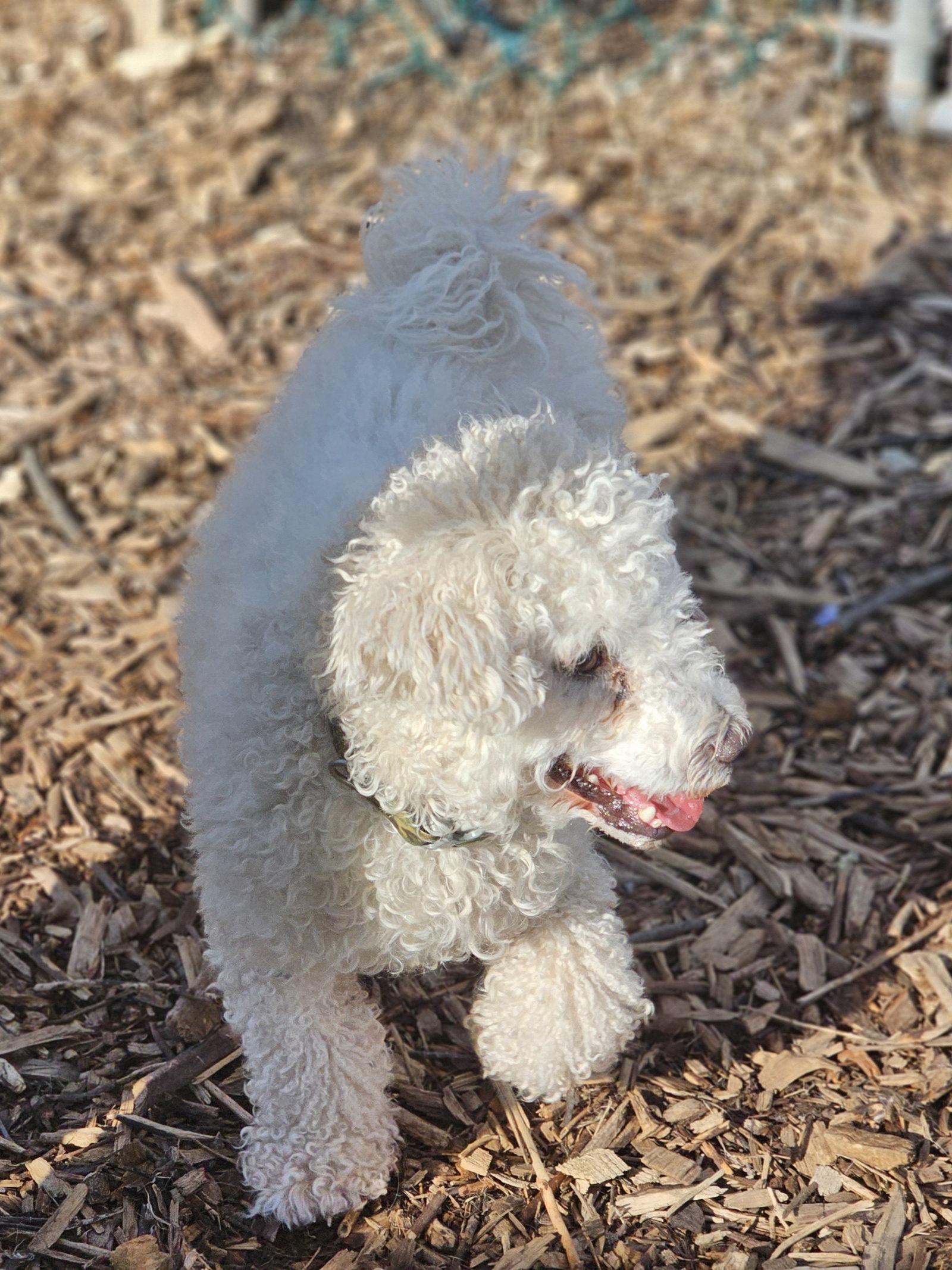 Max, a Adoptable Bichon Frise in Ringwood, NJ image 3/3