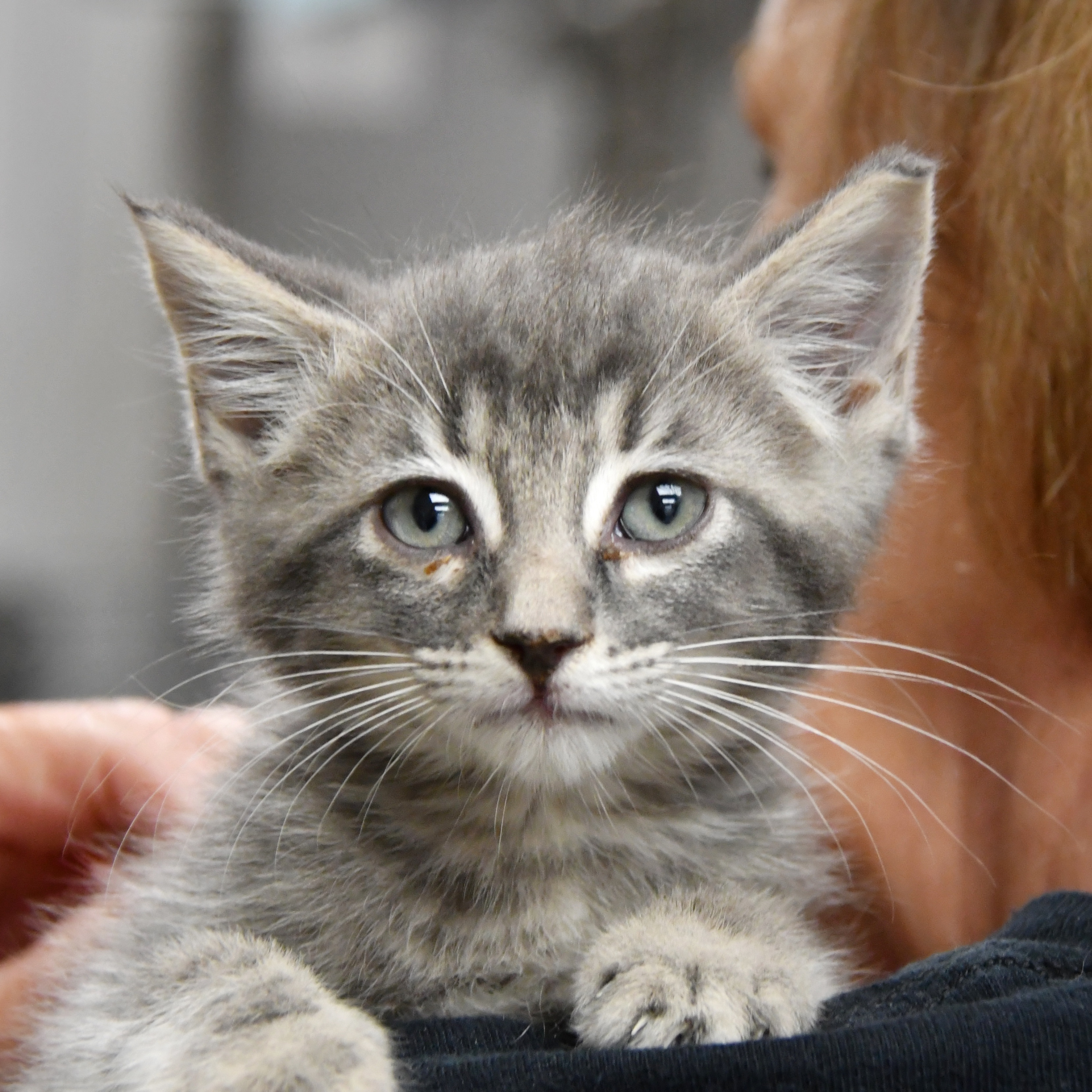 Finnigan, an adopted Tabby in Dallas, TX_image-1