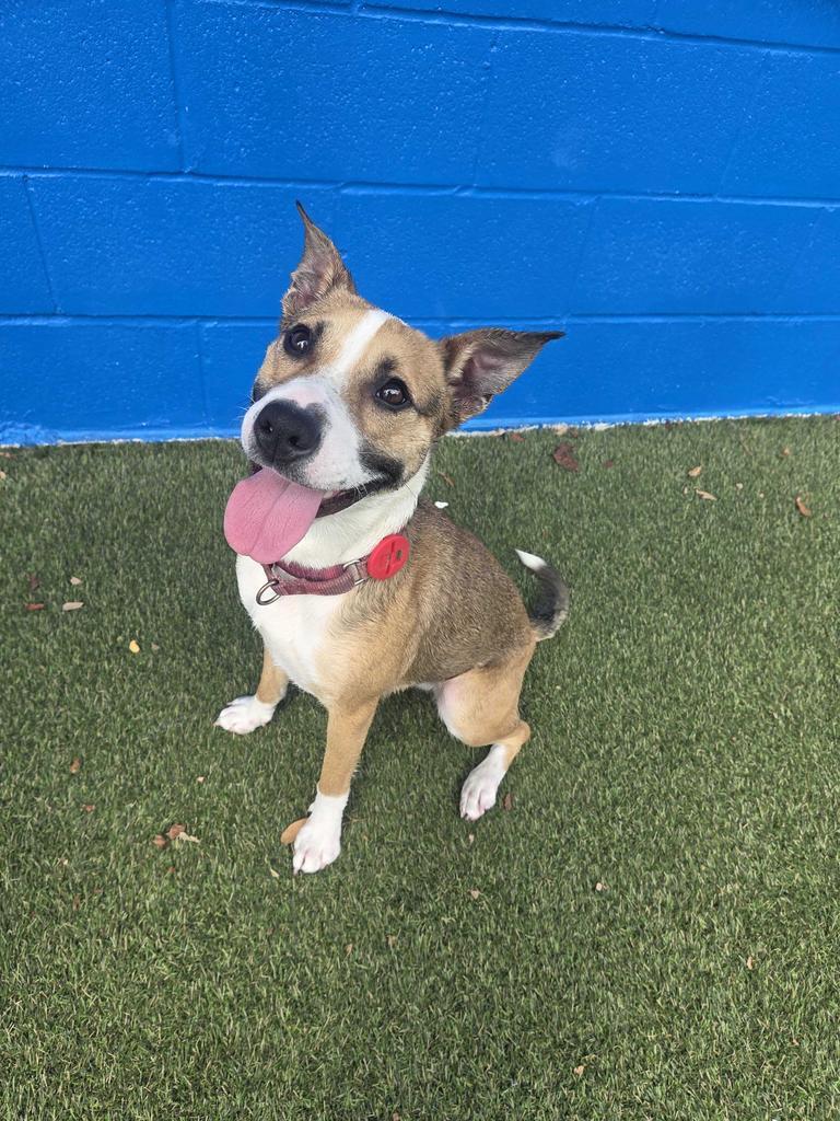 Kitty, Adoptable, Young Female Collie.