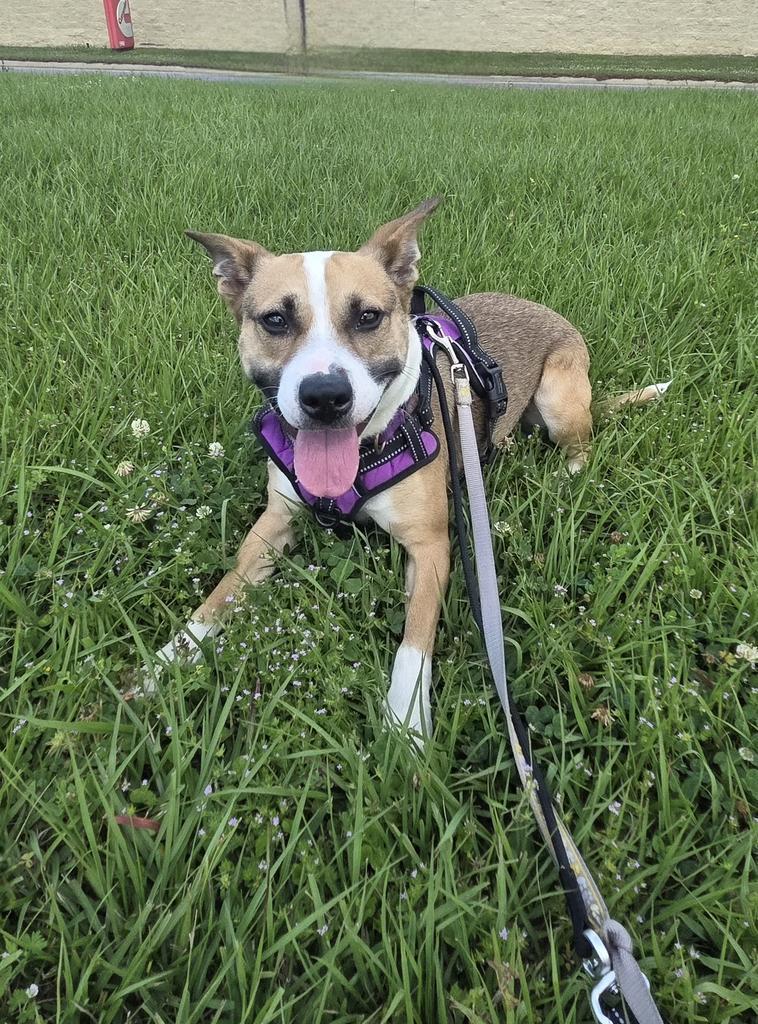Enlarge Kitty, a Adoptable mixed breed in New Orleans, LA image 1/6