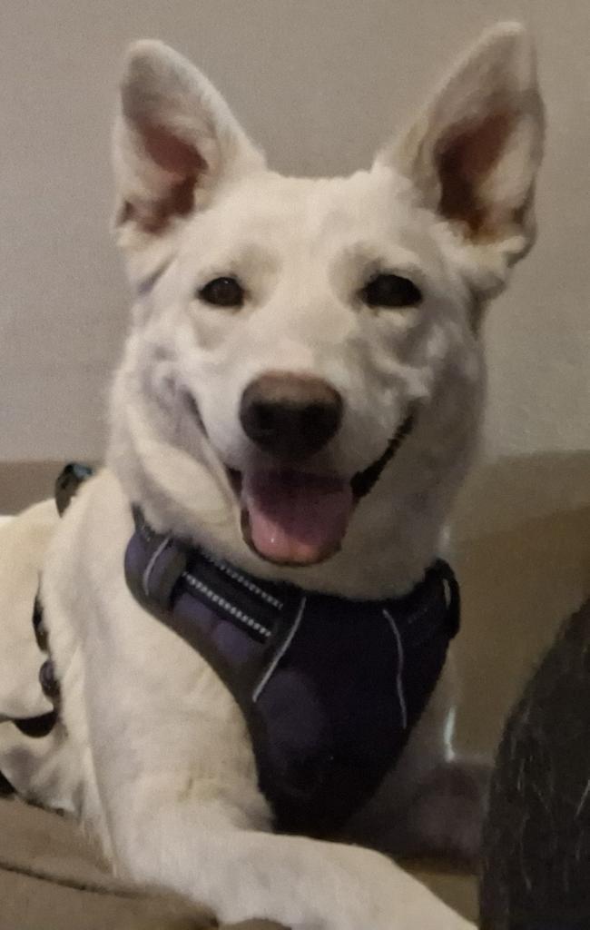 Sugar, a Adoptable mixed breed in Pahrump, NV image 1/2