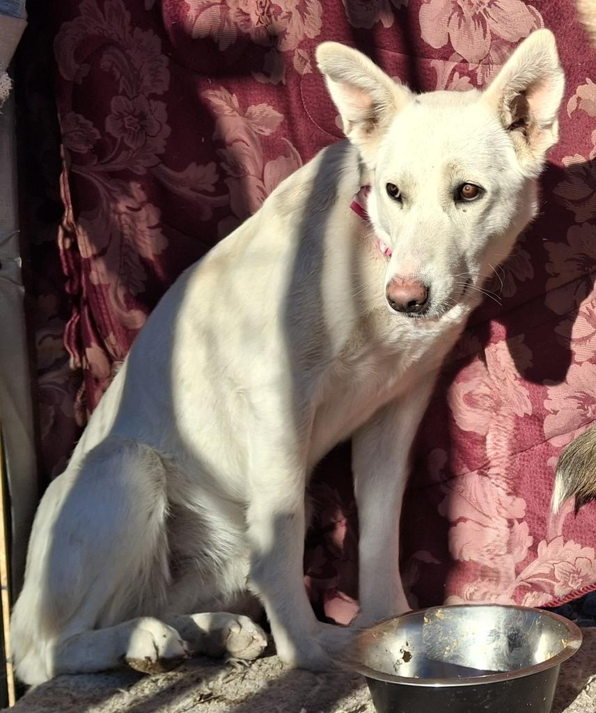 Sugar, a Adoptable mixed breed in Pahrump, NV image 2/2