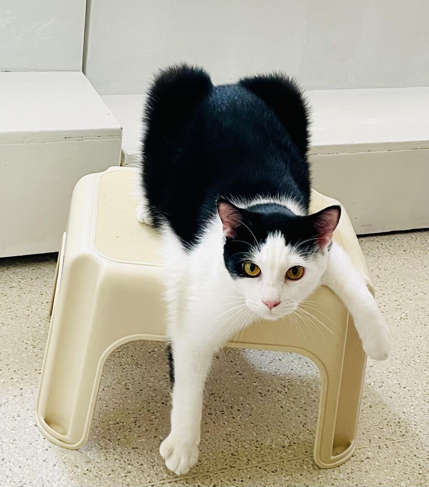 Enlarge Porter, a Adopted Domestic Short Hair in Cincinnati, OH image 4/6
