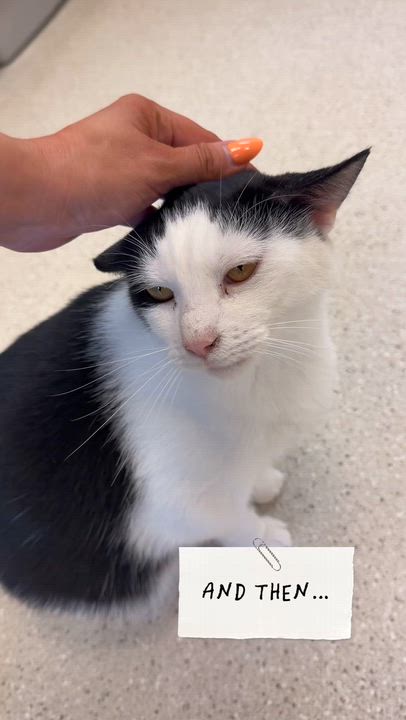 Enlarge Porter, a Adopted Domestic Short Hair in Cincinnati, OH video 5/6