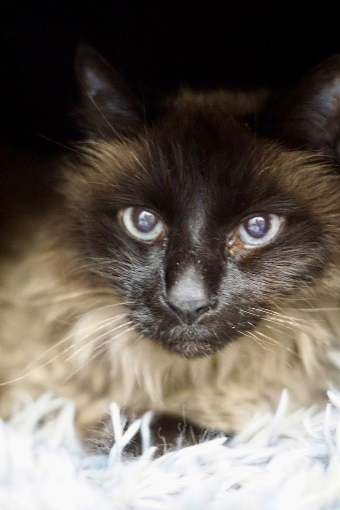 Enlarge Frankie 2, a Adoptable mixed breed in Saint George, UT image 1/3