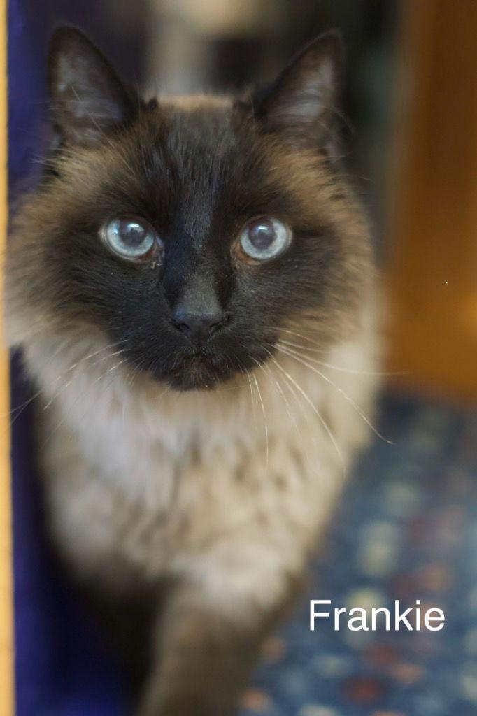 Enlarge Frankie 2, a Adoptable mixed breed in Saint George, UT image 3/3