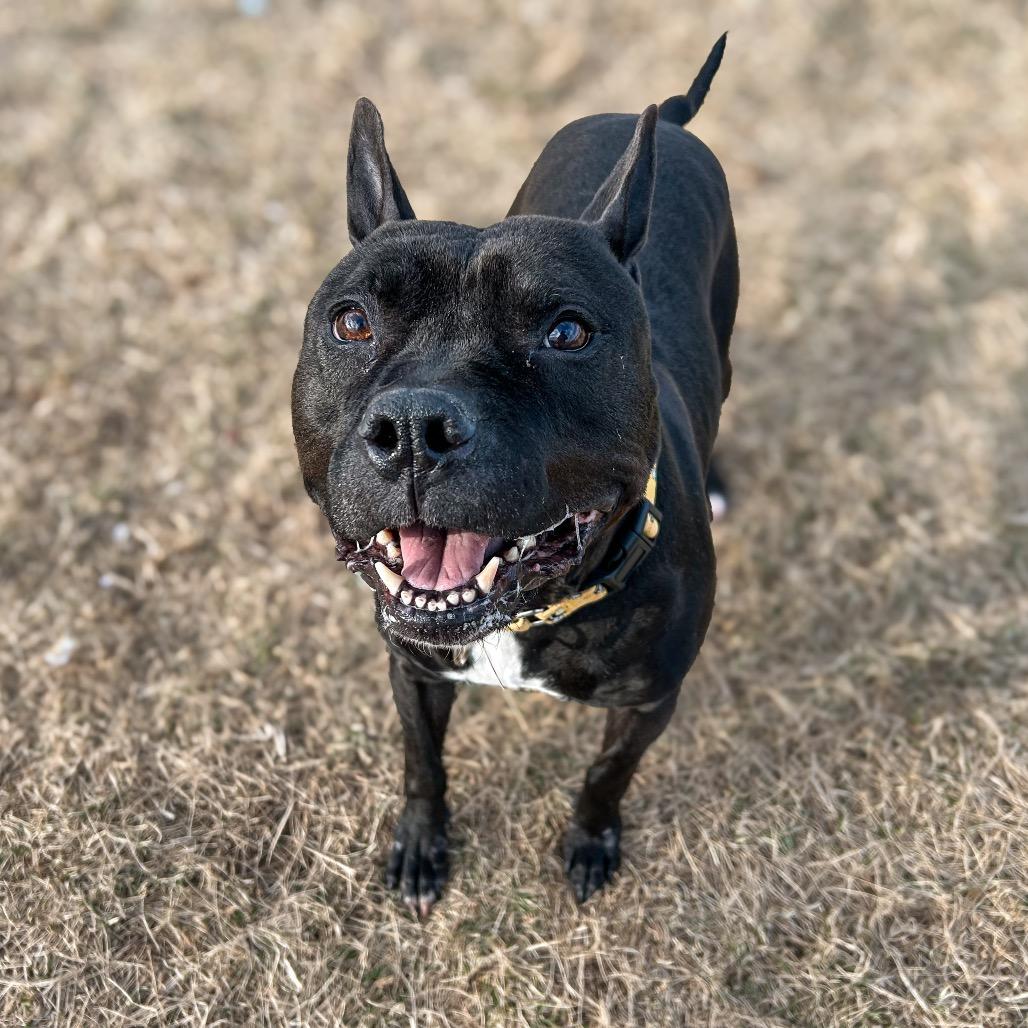 Diesel, a Adoptable Pit Bull Terrier in Harrisonburg, VA image 1/6