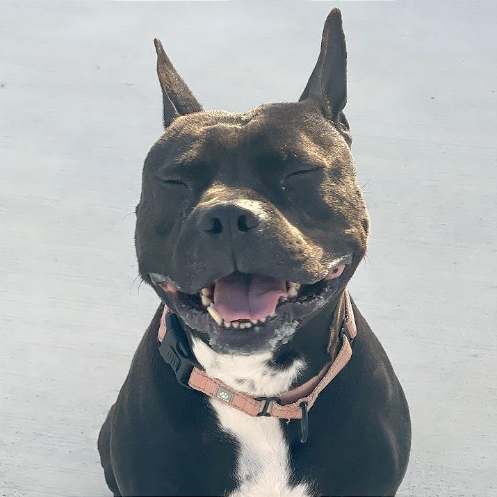 Diesel, a Adoptable Pit Bull Terrier in Harrisonburg, VA image 2/6