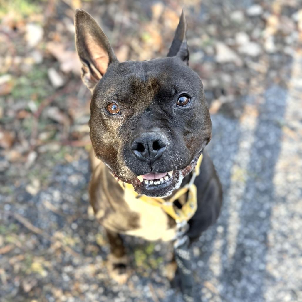 Enlarge Diesel, a Adoptable Pit Bull Terrier in Harrisonburg, VA image 2/6