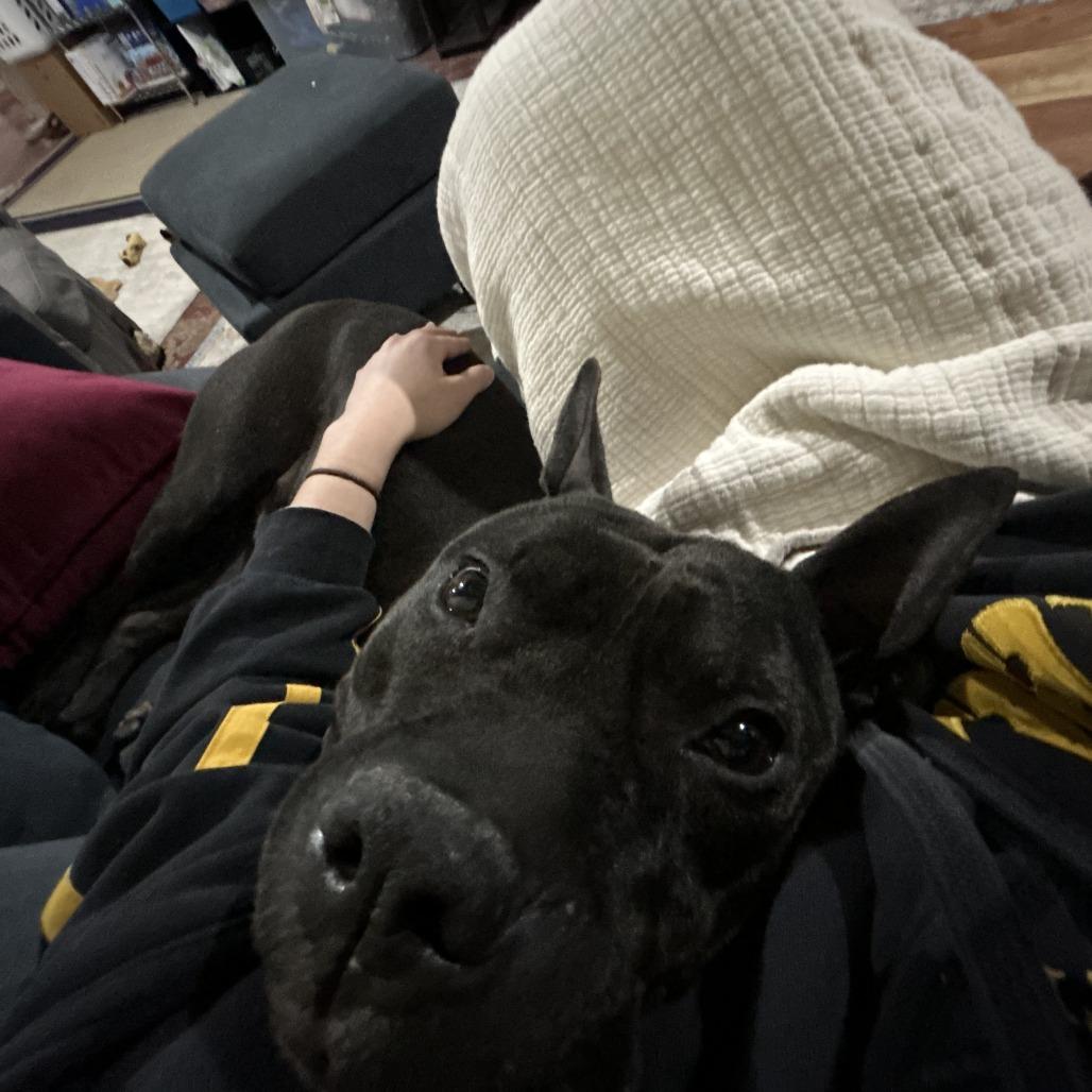 Diesel, a Adoptable Pit Bull Terrier in Harrisonburg, VA image 3/6