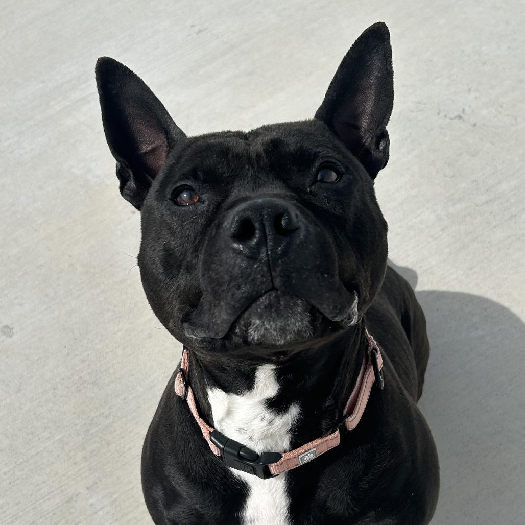 Diesel, a Adoptable Pit Bull Terrier in Harrisonburg, VA image 4/6