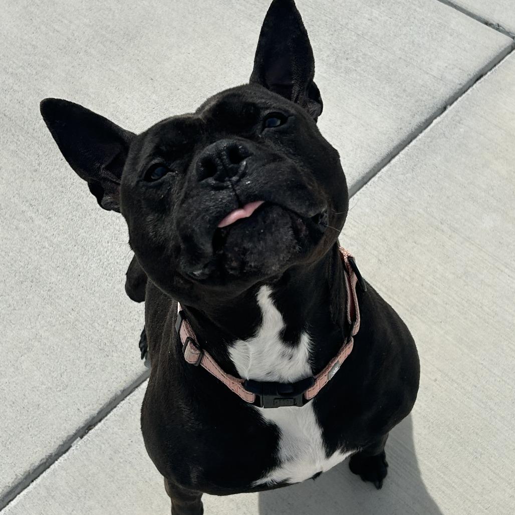 Diesel, a Adoptable Pit Bull Terrier in Harrisonburg, VA image 5/6