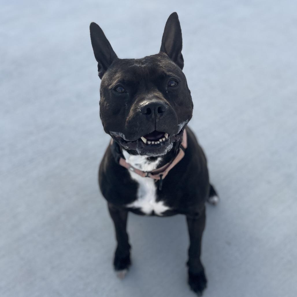 Enlarge Diesel, a Adoptable Pit Bull Terrier in Harrisonburg, VA image 5/6