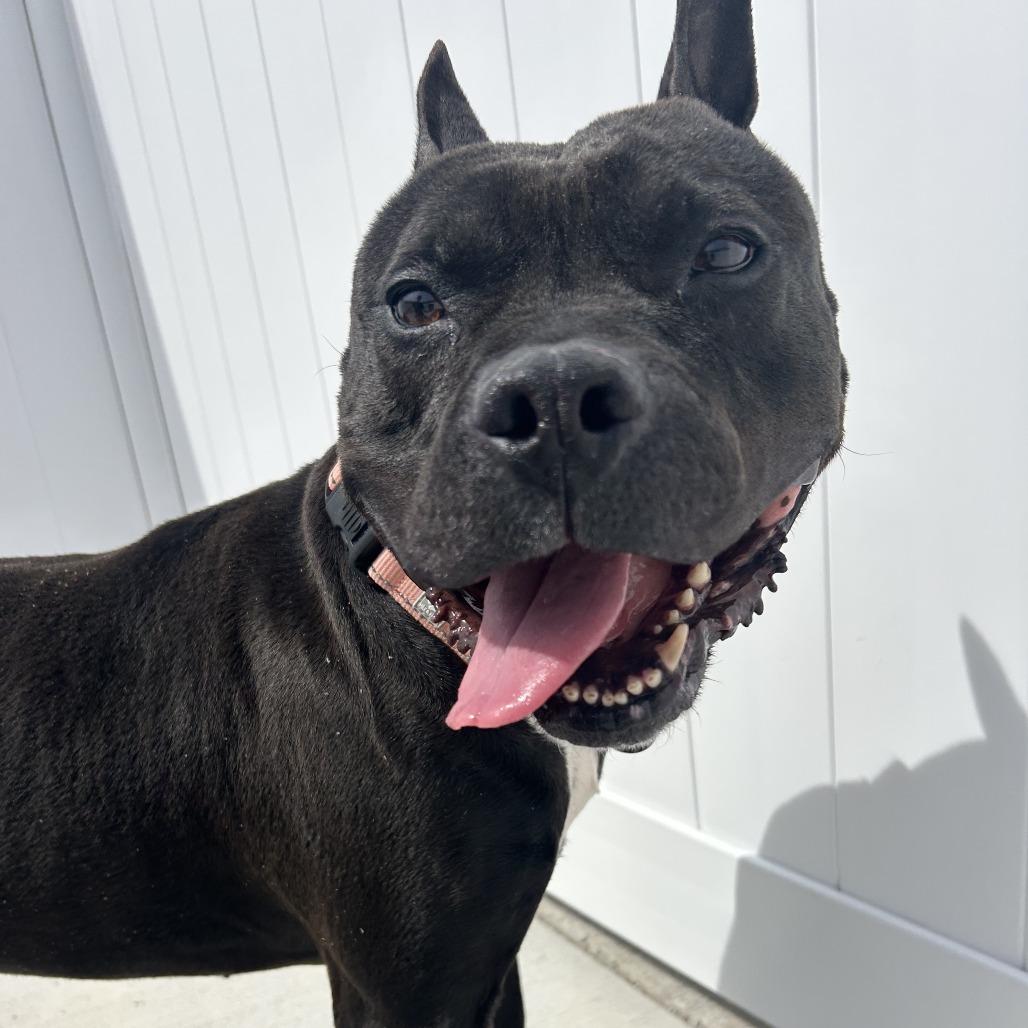 Diesel, a Adoptable Pit Bull Terrier in Harrisonburg, VA image 6/6