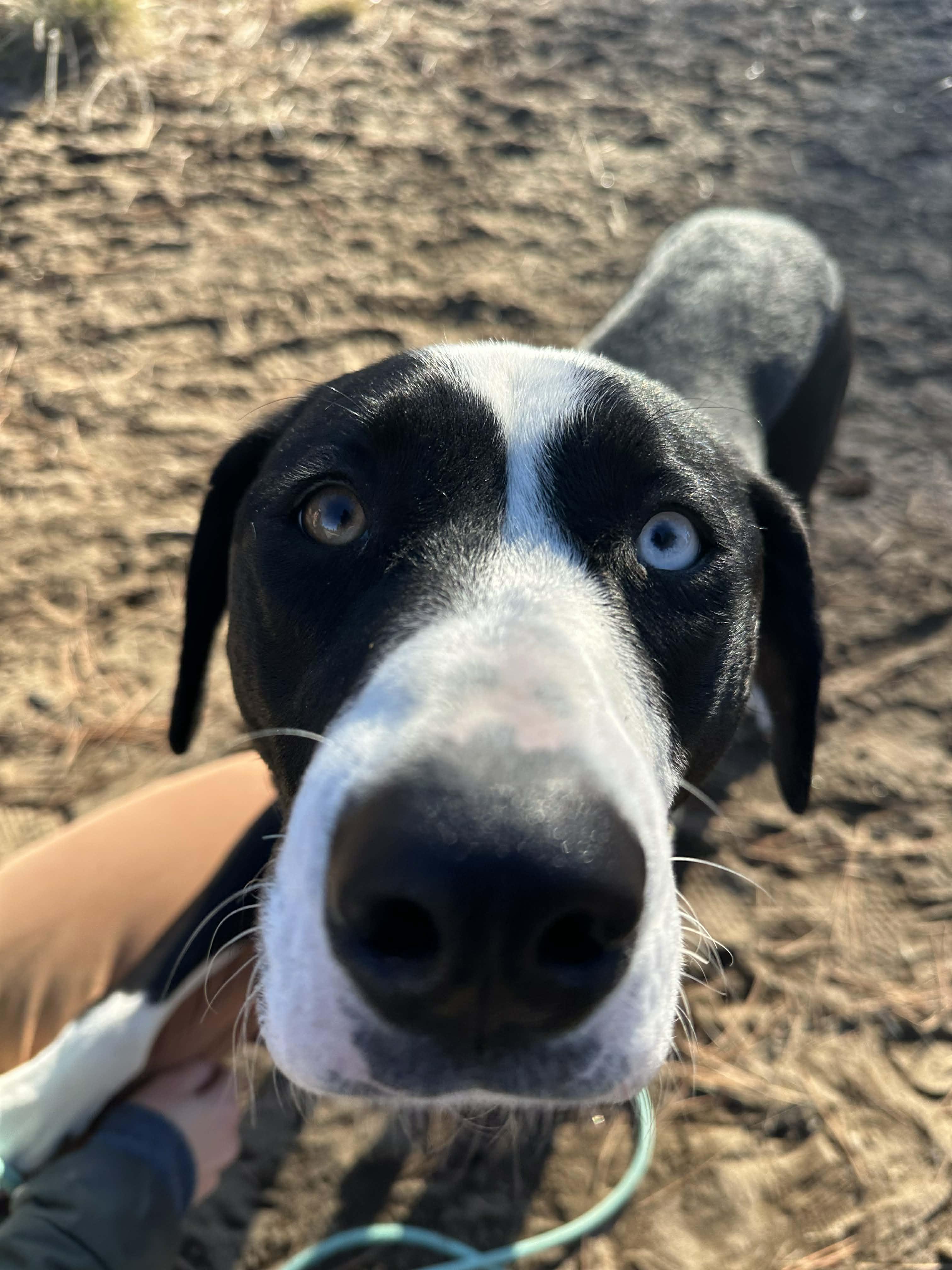 Jade, a Adoptable mixed breed in Bend, OR image 3/5