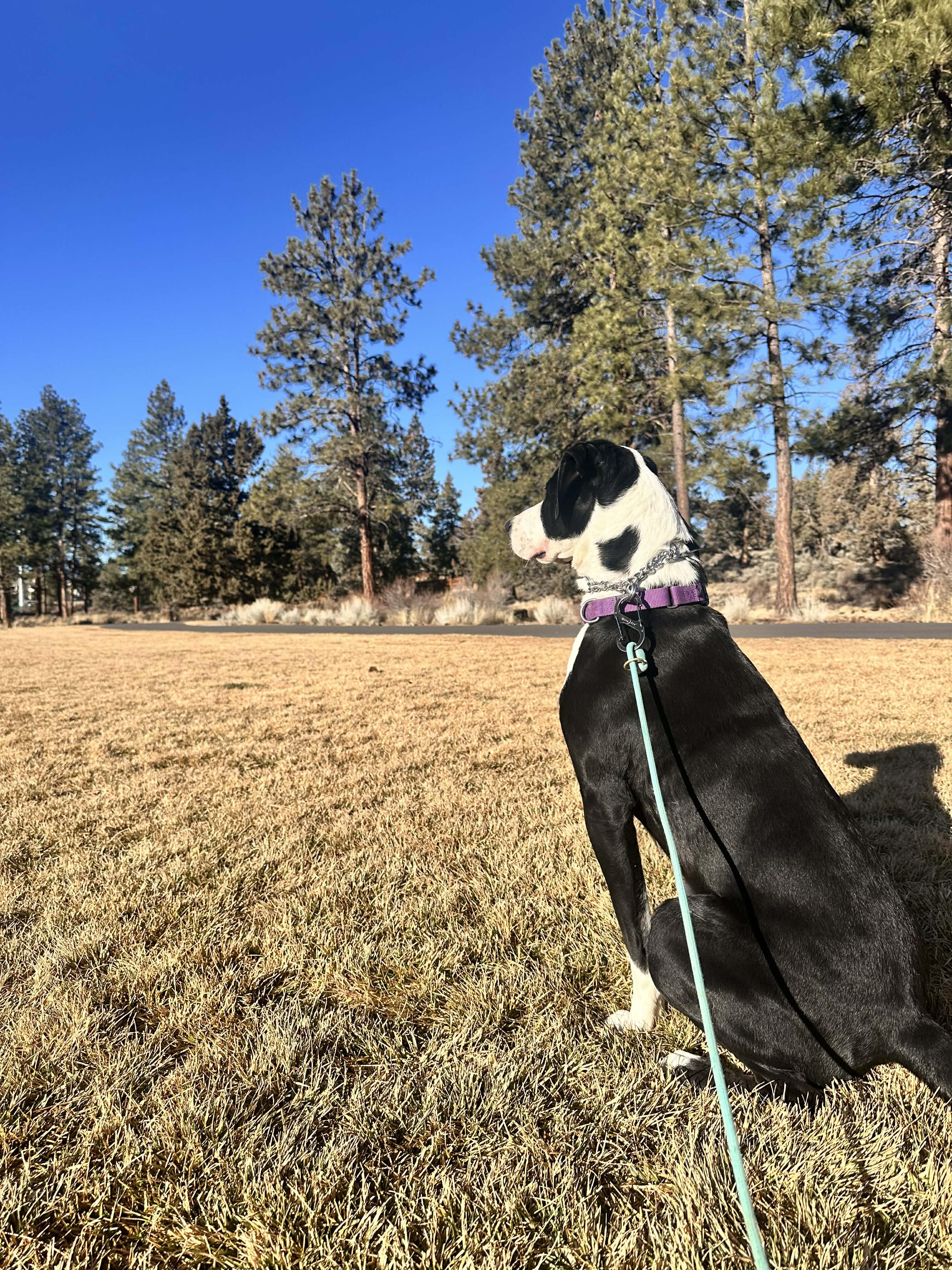 Jade, a Adoptable mixed breed in Bend, OR image 5/5
