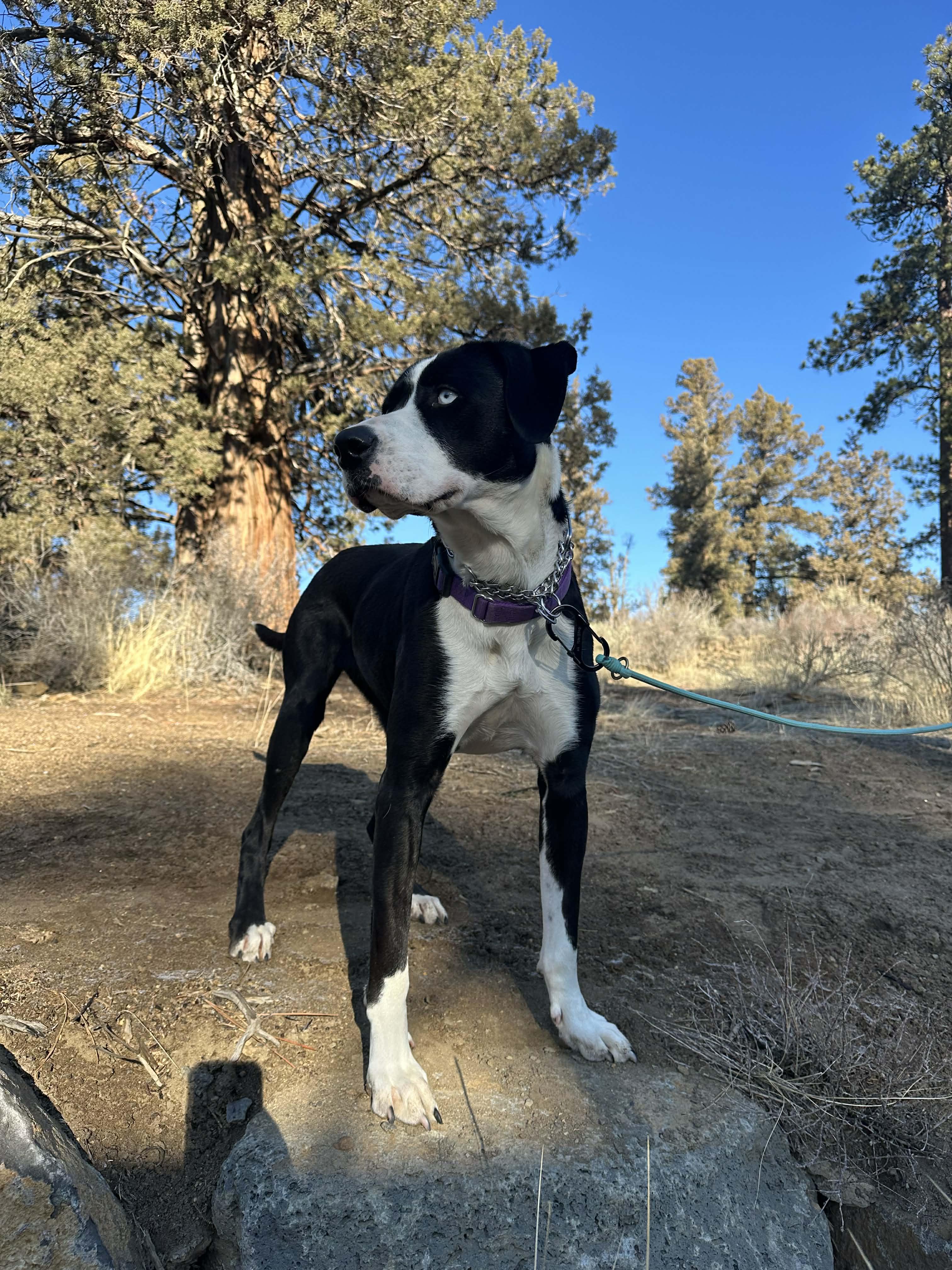 Jade, a Adoptable mixed breed in Bend, OR image 2/5