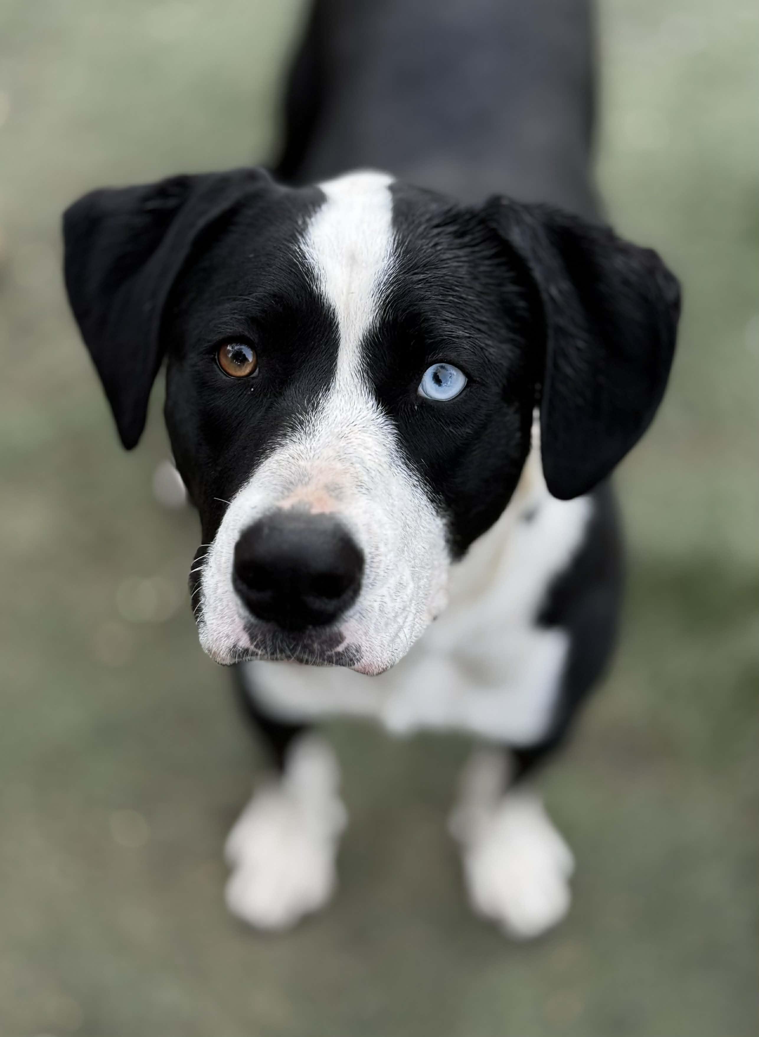 Enlarge Jade, a Adoptable mixed breed in Bend, OR image 1/6