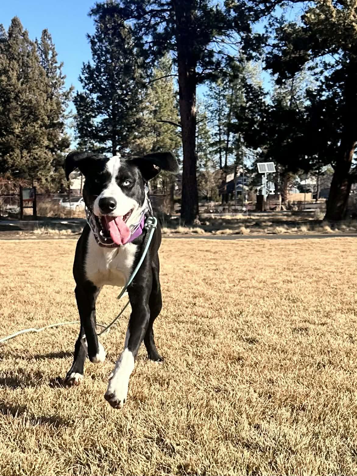 Jade, a Adoptable mixed breed in Bend, OR image 4/5