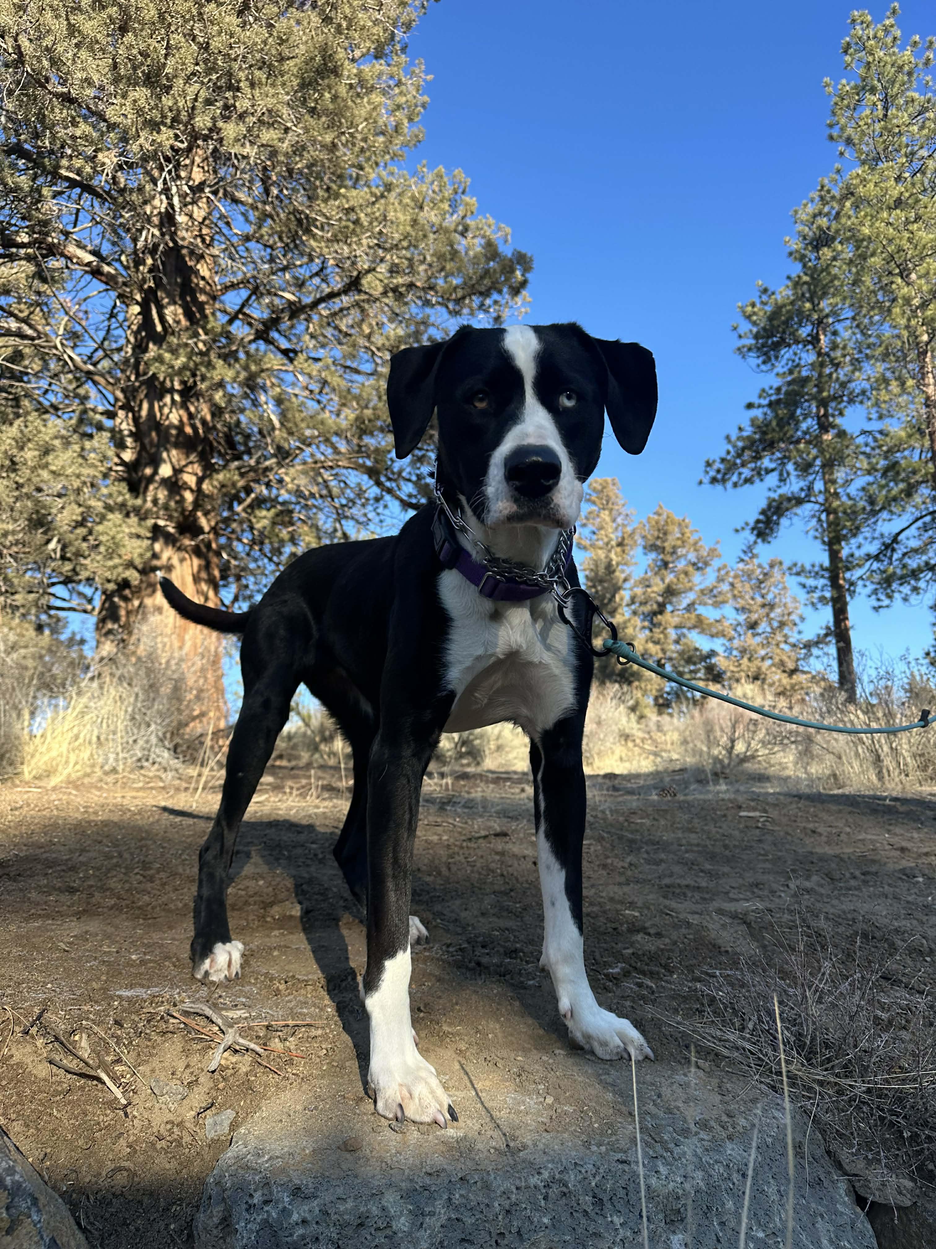 Jade, Adoptable, Adult Female Border Collie.