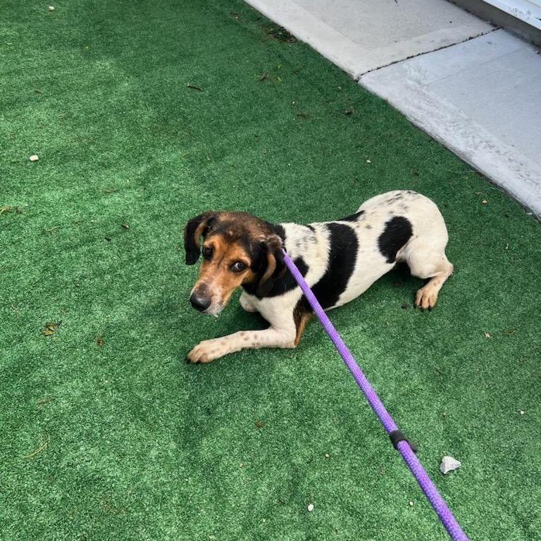 Enlarge Micah, a Adoptable Beagle in Chicago, IL image 1/6
