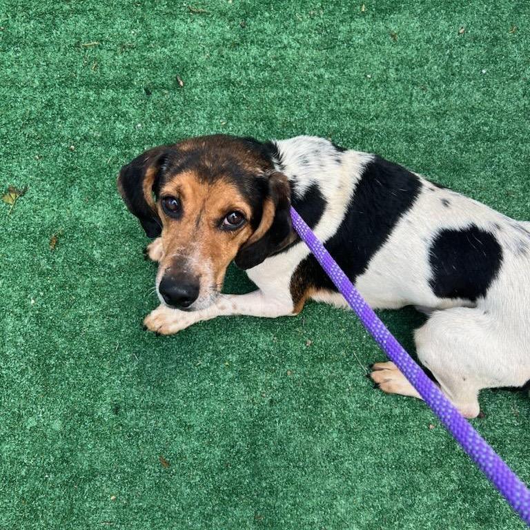 Enlarge Micah, a Adoptable Beagle in Chicago, IL image 2/6