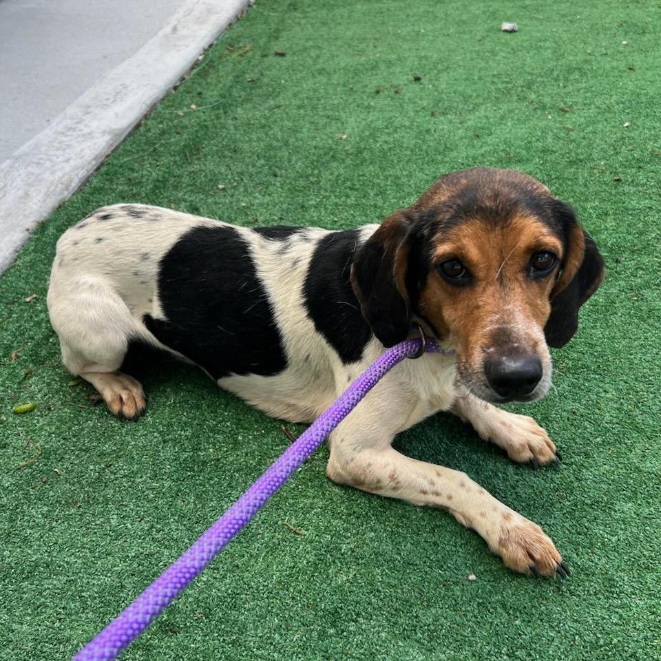 Enlarge Micah, a Adoptable Beagle in Chicago, IL image 3/6