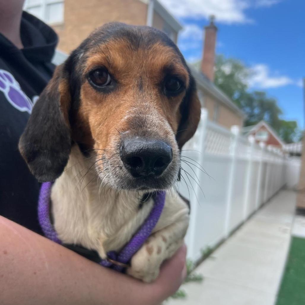 Enlarge Micah, a Adoptable Beagle in Chicago, IL image 4/6