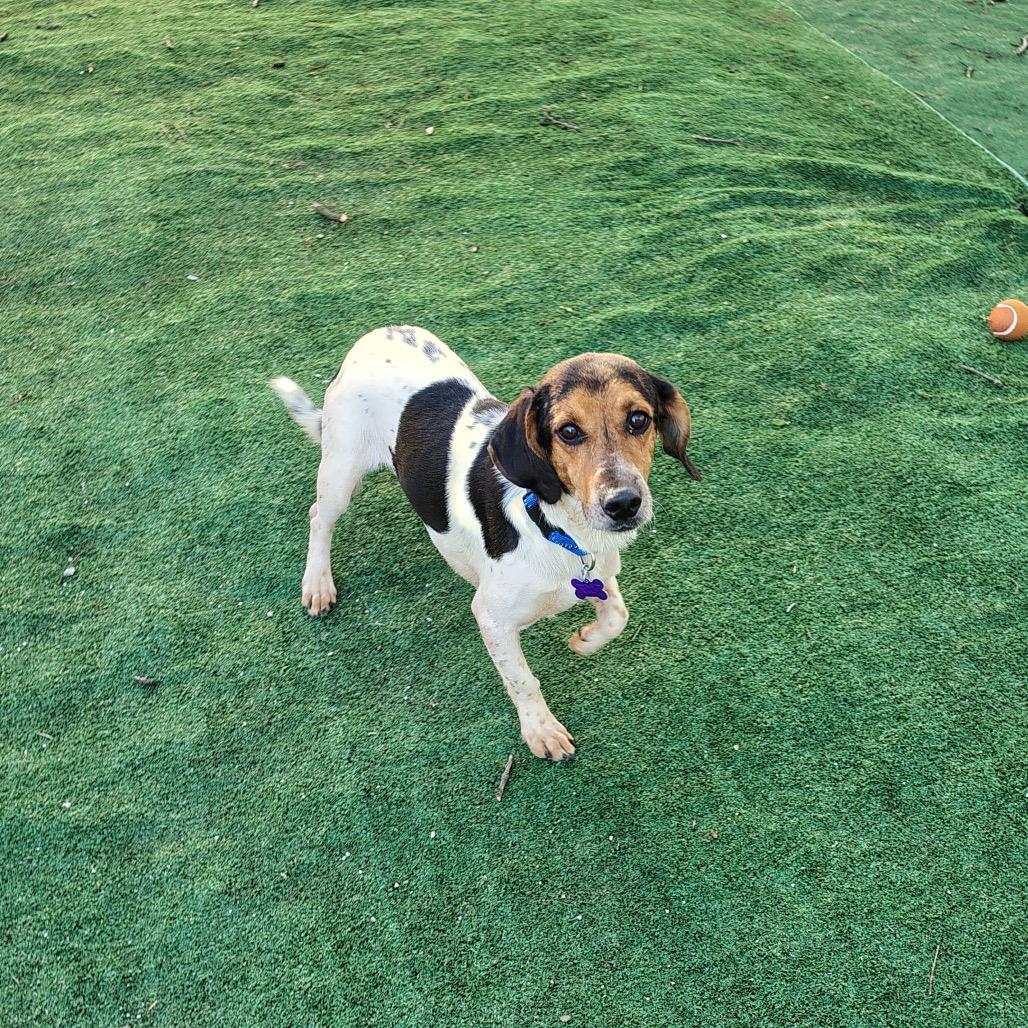 Enlarge Micah, a Adoptable Beagle in Chicago, IL image 5/6