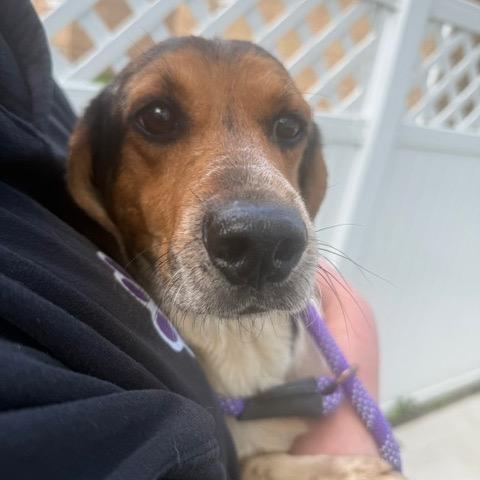 Enlarge Micah, a Adoptable Beagle in Chicago, IL image 6/6