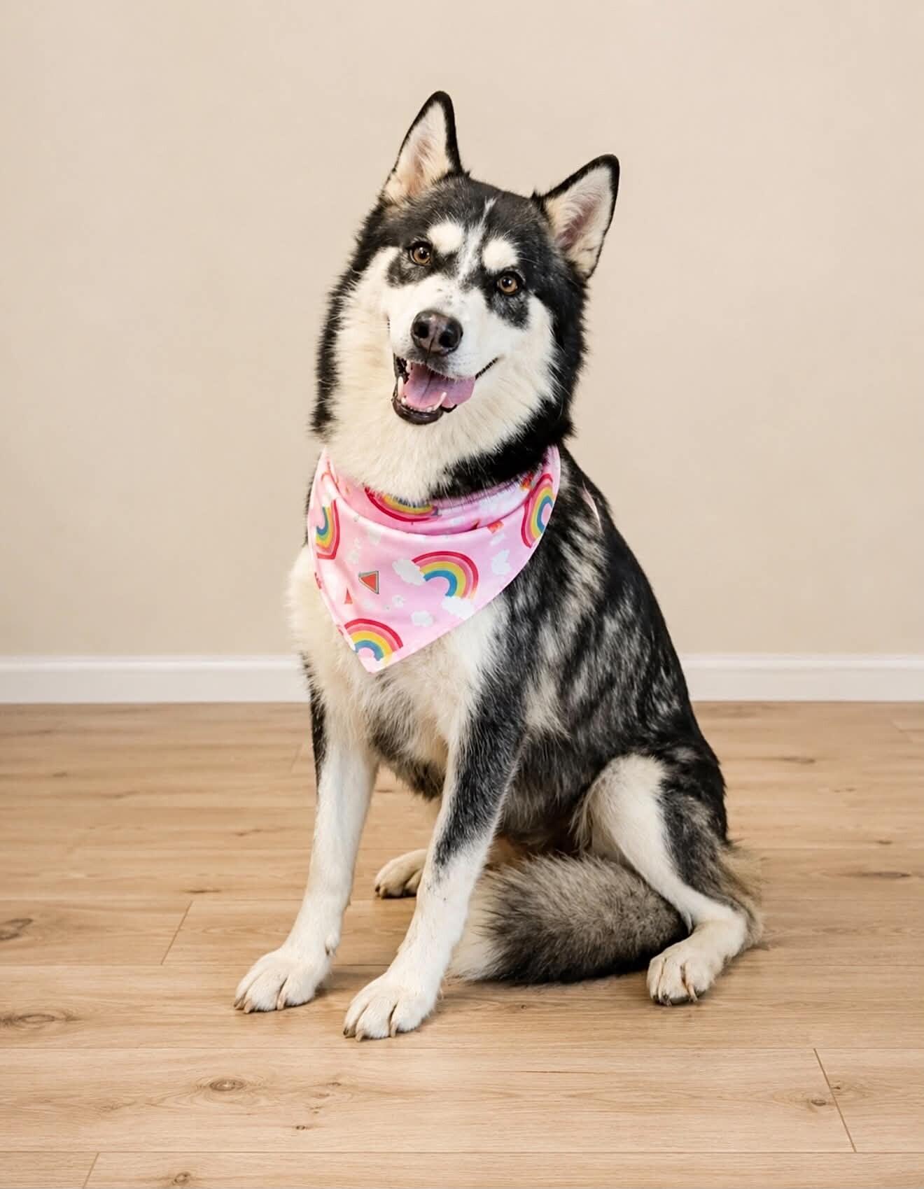 August, Adoptable, Young Female Siberian Husky.