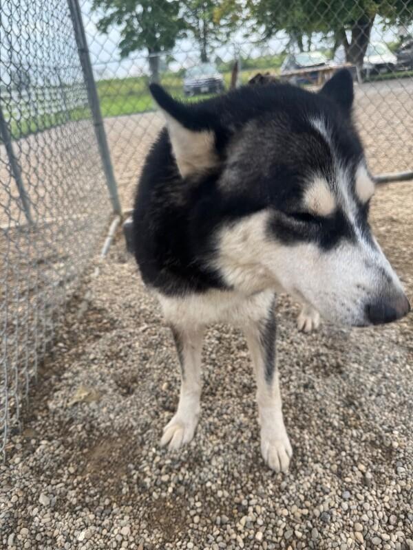 Enlarge August, a Adoptable Siberian Husky in Georgetown, OH image 3/4