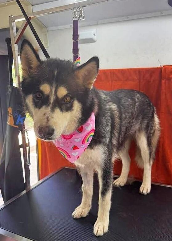 Enlarge August, a Adoptable Siberian Husky in Georgetown, OH image 4/4