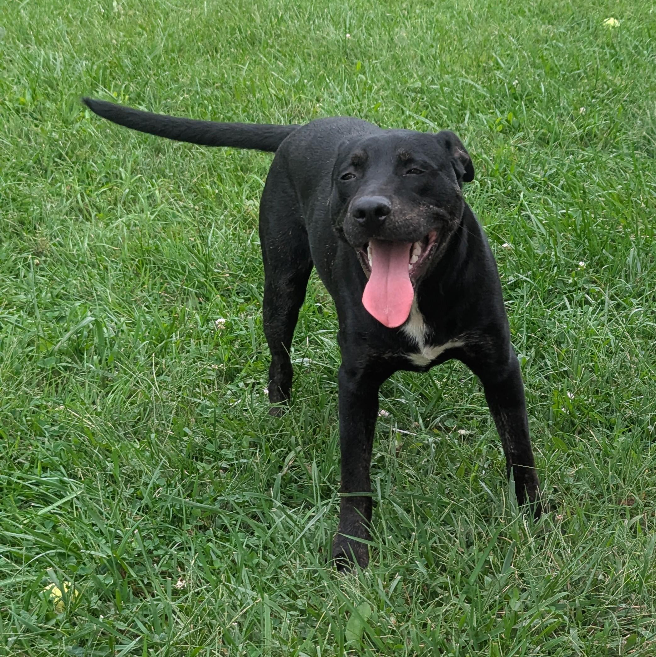 Enlarge Larry, a Adoptable mixed breed in Plain City, OH image 1/6