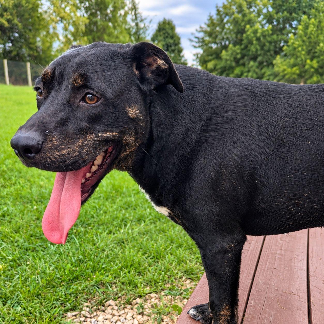 Enlarge Larry, a Adoptable mixed breed in Plain City, OH image 2/6