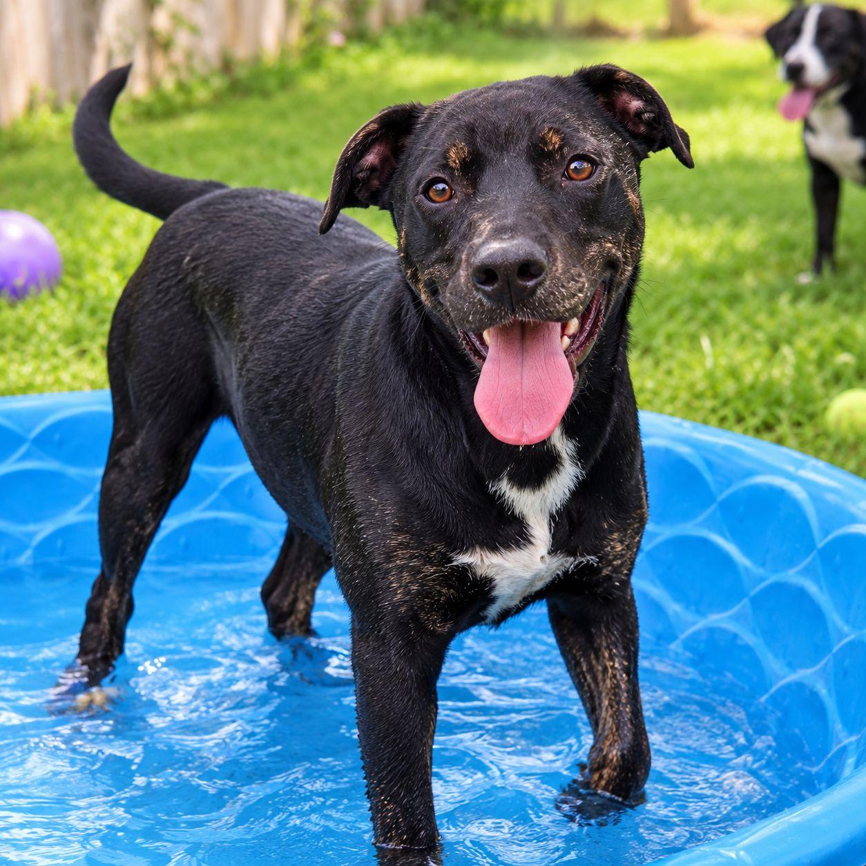 Enlarge Larry, a Adoptable mixed breed in Plain City, OH image 4/6