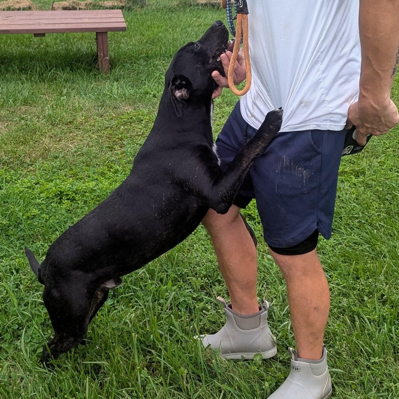 Enlarge Larry, a Adoptable mixed breed in Plain City, OH image 5/6