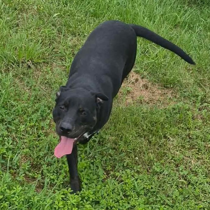 Enlarge Larry, a Adoptable mixed breed in Plain City, OH image 6/6