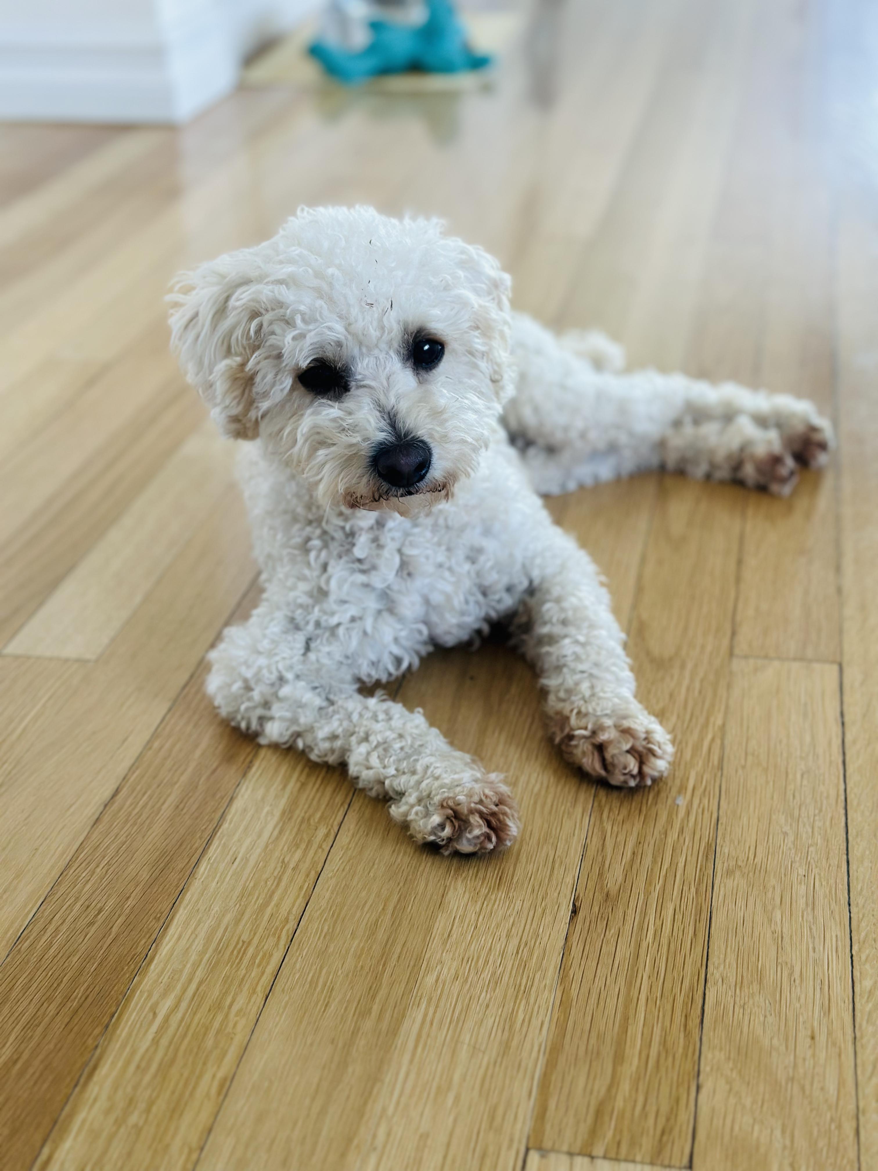 Enlarge Olive, an adopted mixed breed in Encino, CA image 1/6