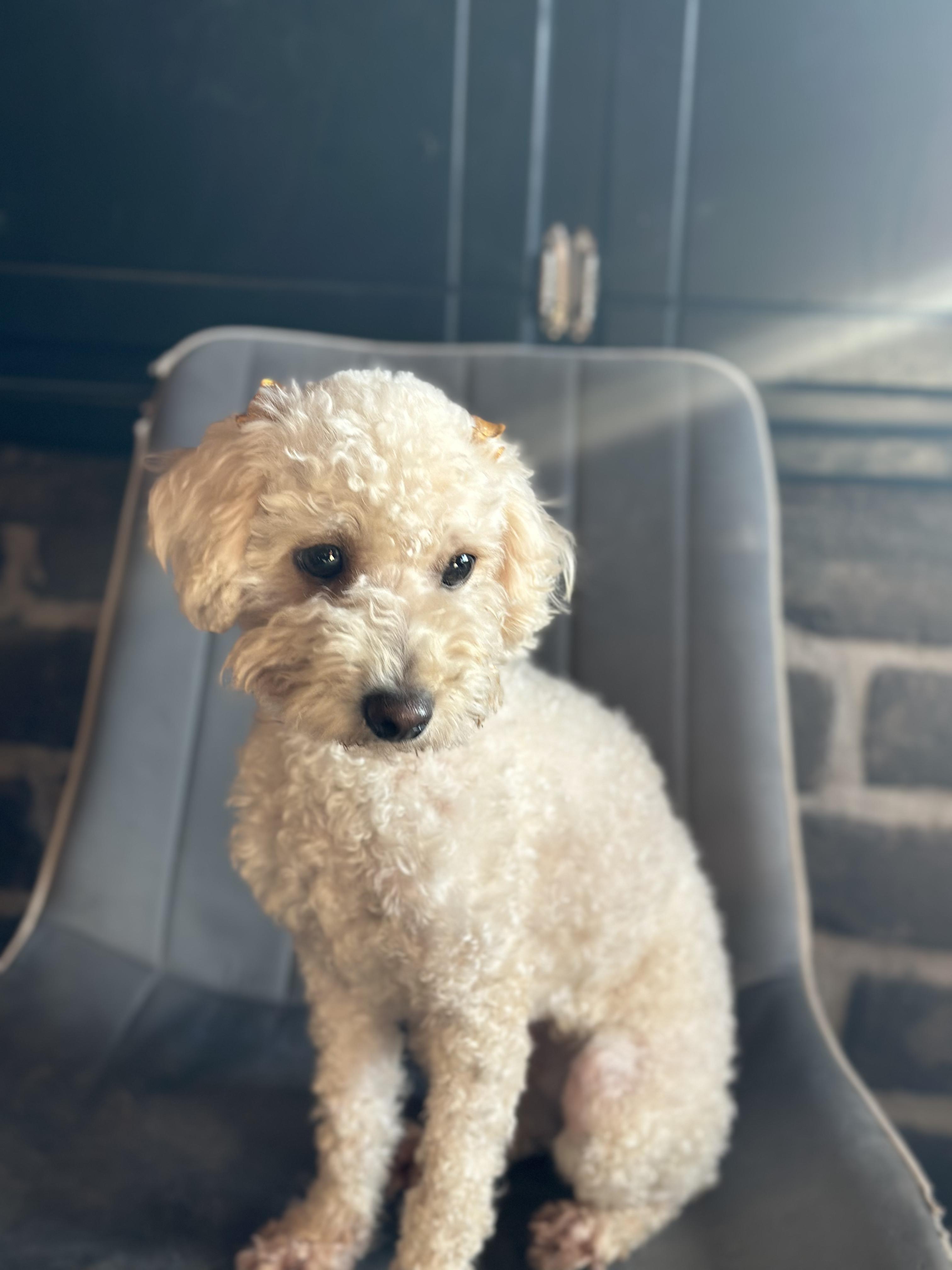 Enlarge Olive, an adopted mixed breed in Encino, CA image 5/6