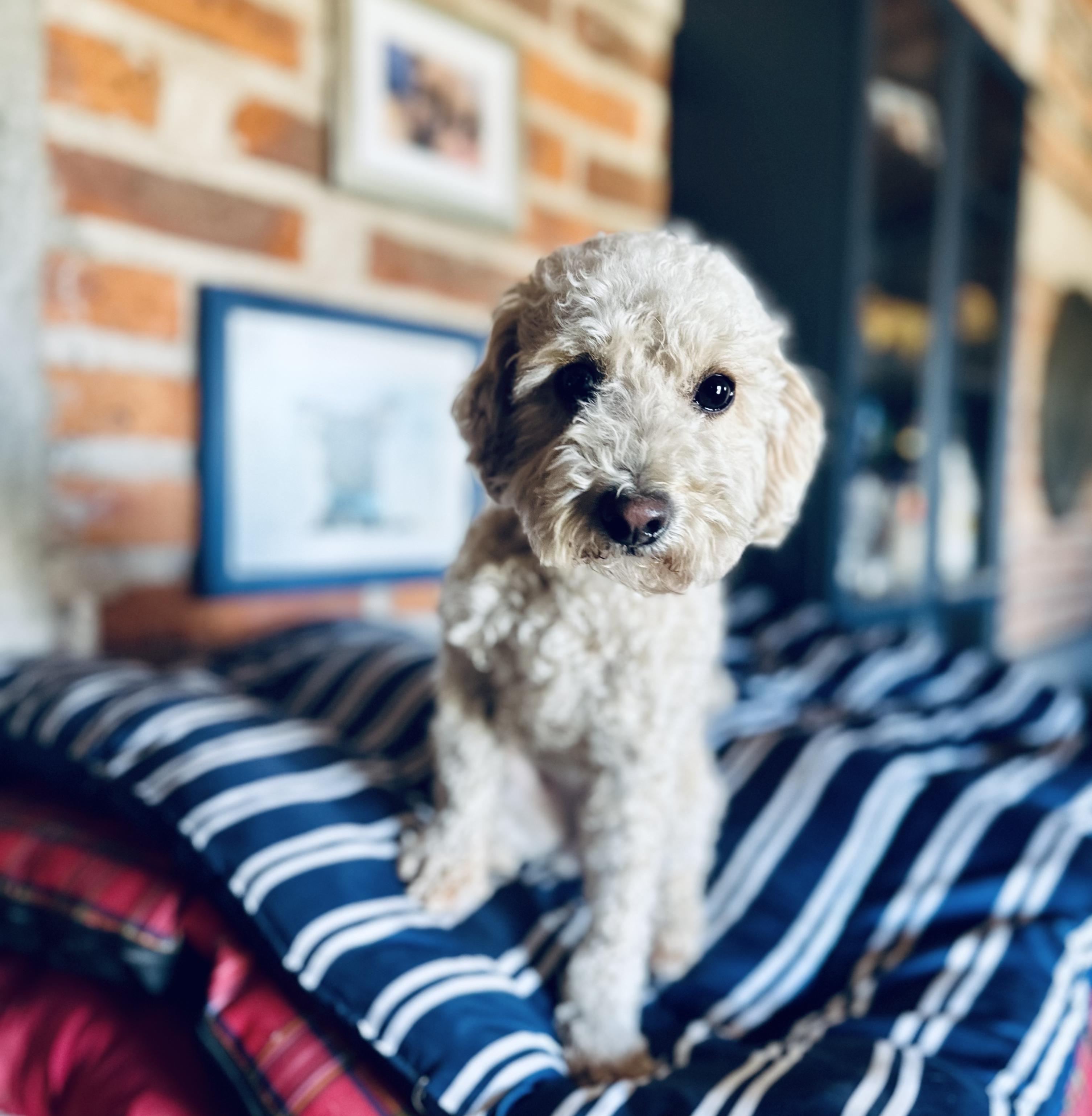 Olive, adopted, Adult Female Miniature Poodle.