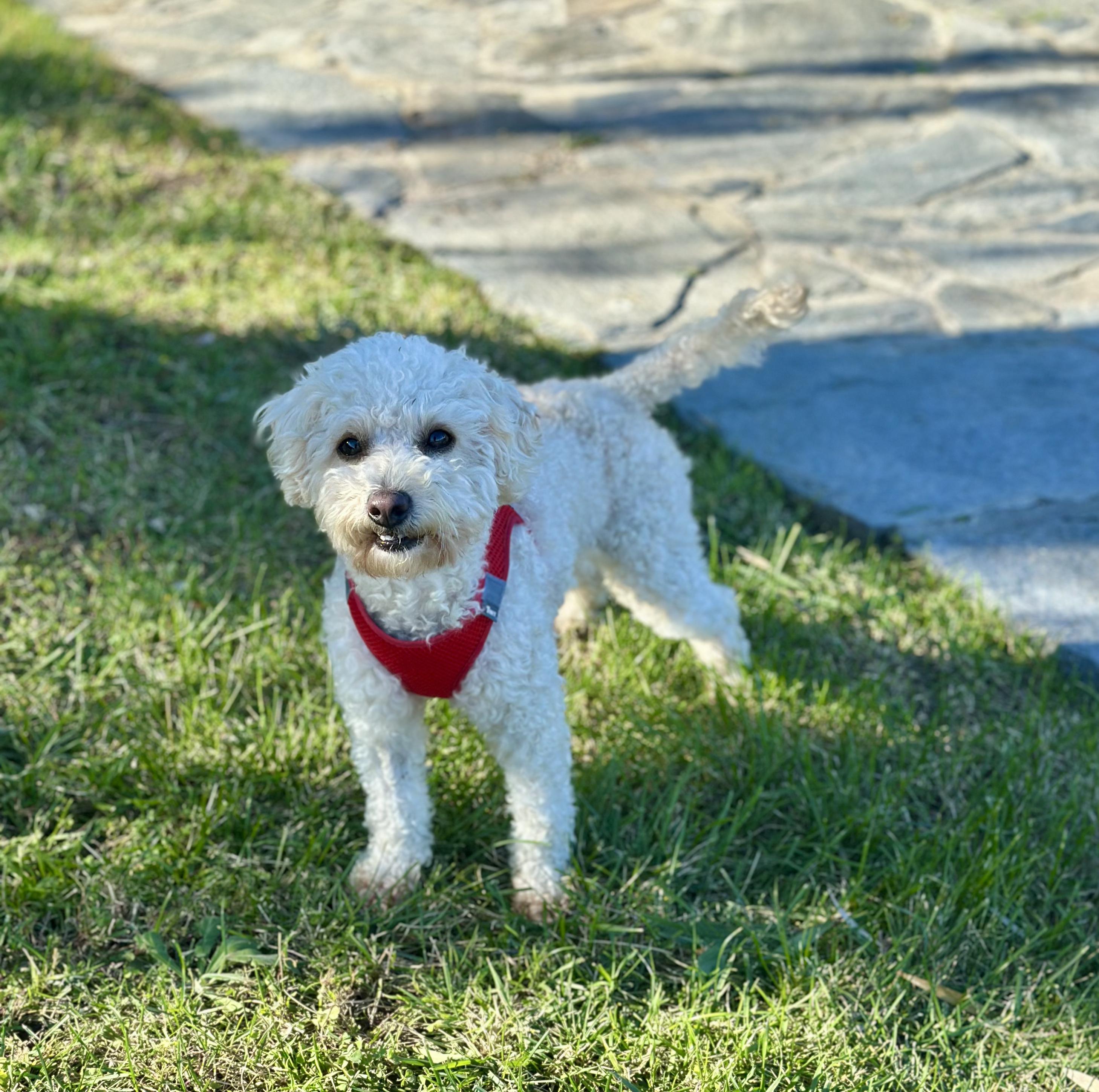 Enlarge Olive, an adopted mixed breed in Encino, CA image 2/6