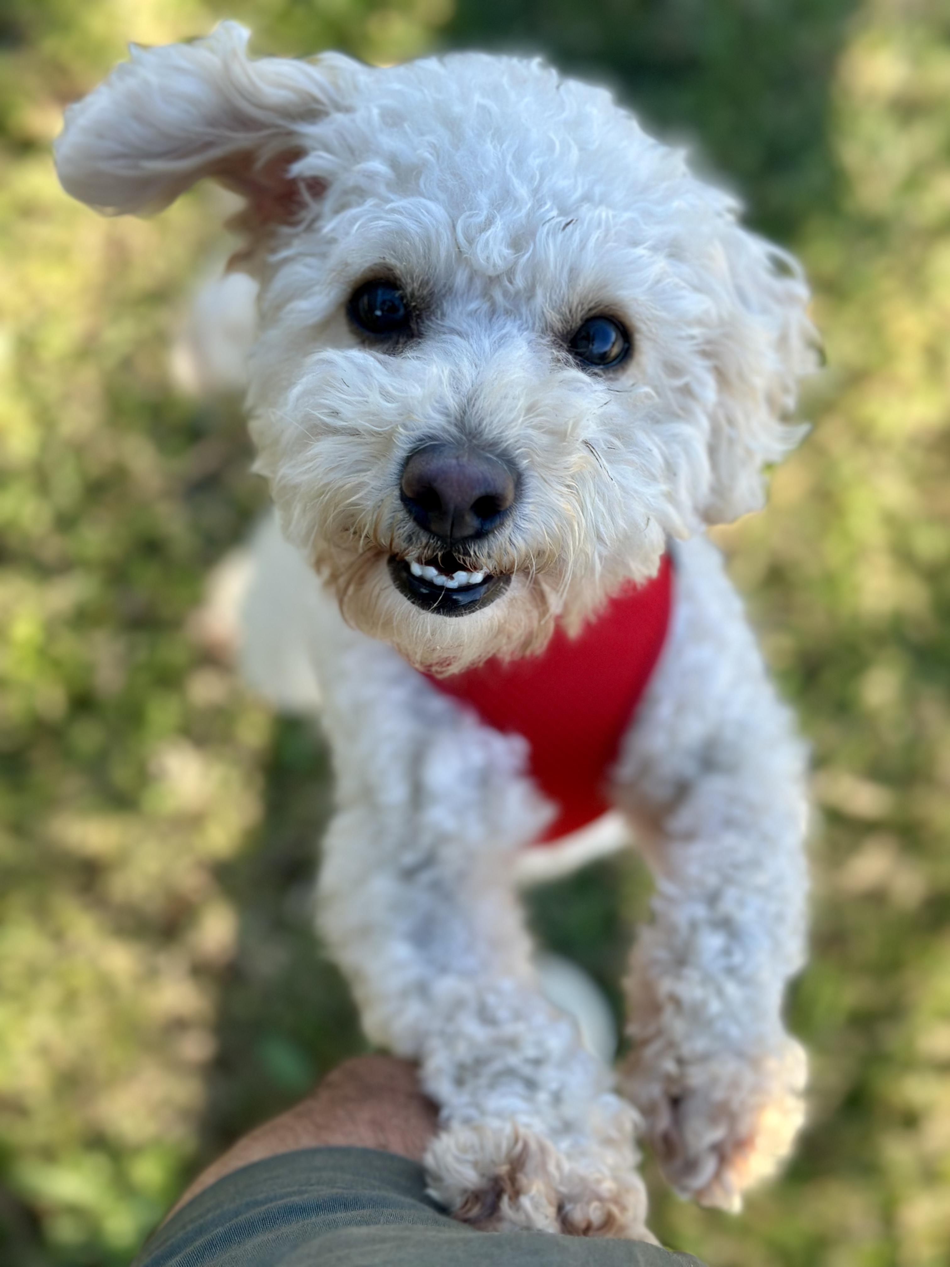 Enlarge Olive, an adopted mixed breed in Encino, CA image 3/6