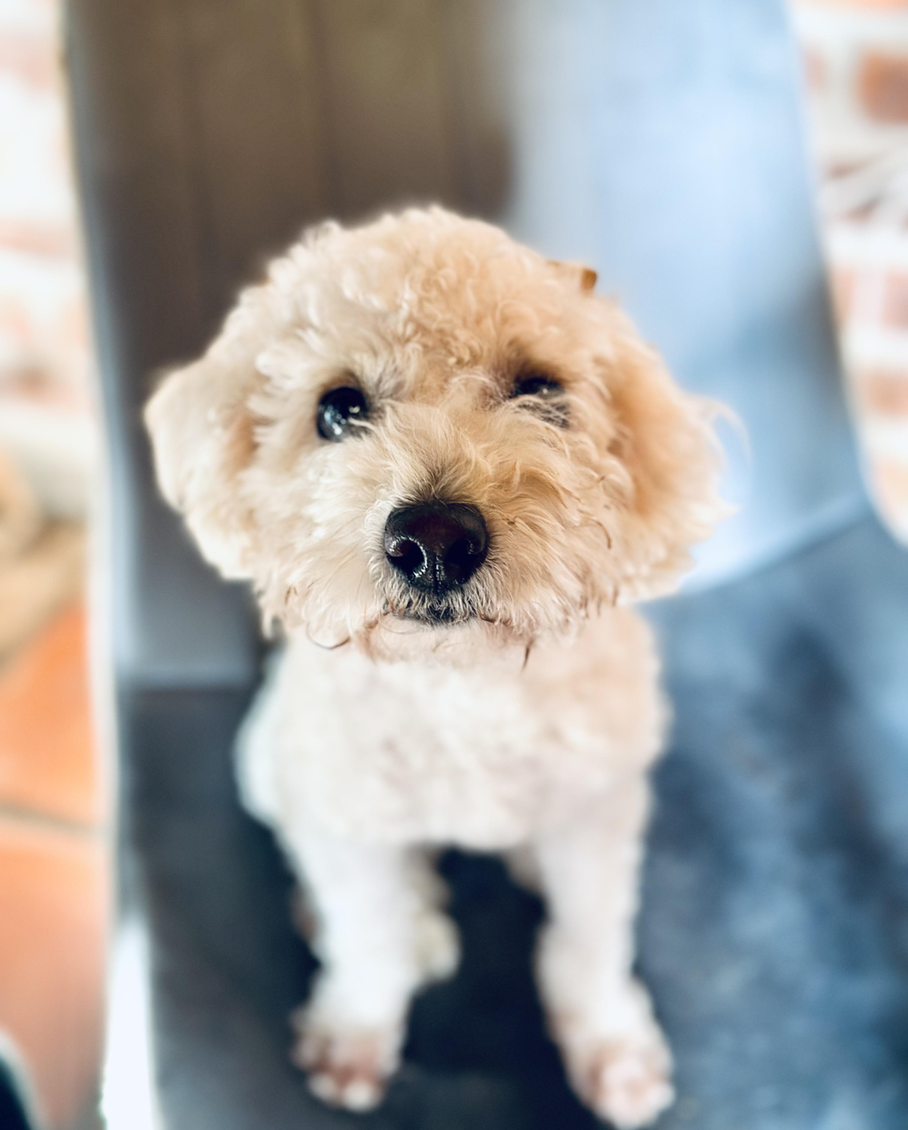 Enlarge Olive, an adopted mixed breed in Encino, CA image 4/6